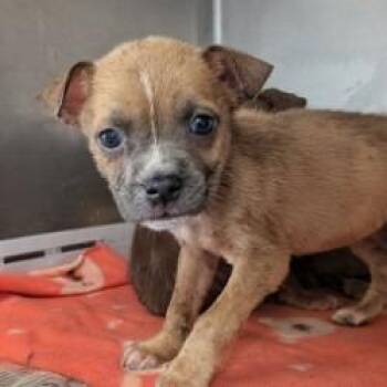 Miss -  American Staffordshire Terrier Dog for Adoption in San Antonio, Texas - Miss | PetCurious
