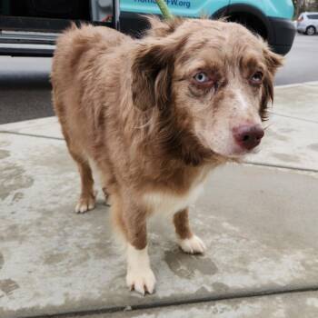 Australian Shepherd Dogs Available for Adoption in Fort Wayne, Indiana - Shelby | PetCurious