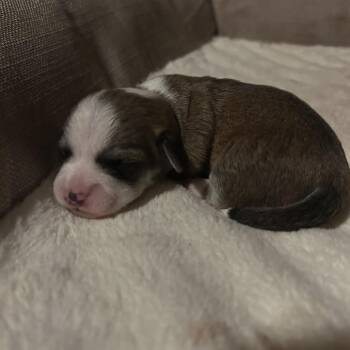 Roxy baby 6 -  Chihuahua and Mixed Breed Dog for Adoption in Ferndale, Washington - Roxy Baby 6 | PetCurious
