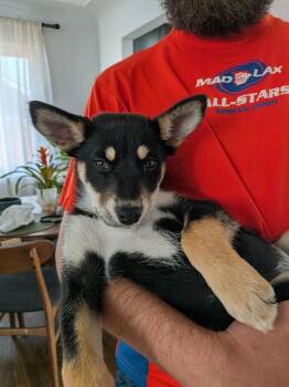 Luna -  Husky and Mixed Breed Dog for Adoption in Denver, Colorado - Luna | PetCurious