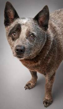 Storm -  Australian Cattle Dog Blue Heeler Dog for Adoption in Bowling Green, Kentucky - Storm | PetCurious