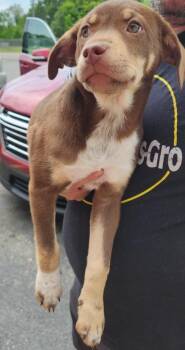 Hound and Mixed Breed Dogs Available for Adoption in Picayune, Mississippi - Honey | PetCurious