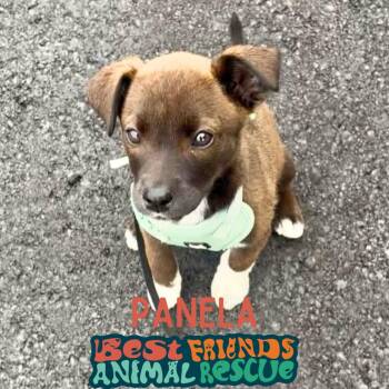 Panela -  Border Collie Dog for Adoption in Wasilla, Alaska - Panela | PetCurious