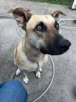 Rescue Shepherd Dogs for Adoption in Brookeville, Maryland - Theo | PetCurious