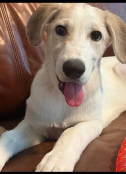 Gabriella -  Great Pyrenees Dog for Adoption in Columbia, Maryland - Gabriella | PetCurious