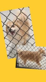 Pomeranian and Husky Dogs Available for Adoption in Republic, Missouri - Sony | PetCurious