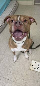 Pit Bull Terrier Dogs Available for Adoption - Stimpy | PetCurious