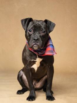 Pit Bull Terrier and Mixed Breed Dogs Available for Adoption - Wackle | PetCurious