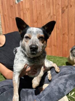 Australian Cattle Dog Blue Heeler Dogs Available for Adoption - Dolly | PetCurious