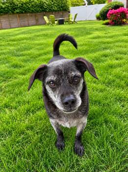 Tucker & Scooter (bonded pair) -  Mixed Breed Dog for Adoption in Windsor Locks, Connecticut - Tucker & Scooter (bonded Pair) | PetCurious