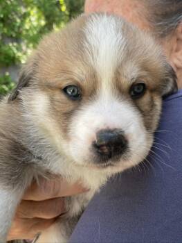 Shepherd and Husky Dogs Available for Adoption in Holly Springs, North Carolina - Walter - Sweets Litter | PetCurious