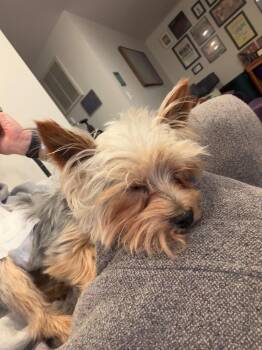 Yorkshire Terrier Dogs Available for Adoption in Brooksville, Florida - SONNY | PetCurious