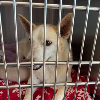 Corgi Dogs Available for Adoption - Brucey | PetCurious