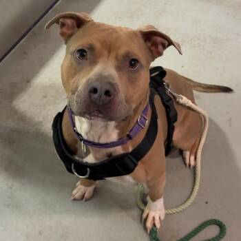 Pit Bull Terrier Dogs Available for Adoption in Charlottesville, Virginia - Timmy | PetCurious