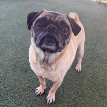 Willie -  Pug Dog for Adoption in Buellton, California - Willie | PetCurious