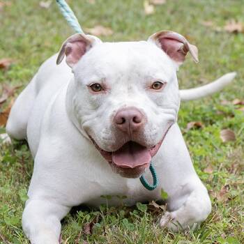 Rescue American Bulldog Dogs for Adoption in Slidell, Louisiana - Elmer | PetCurious