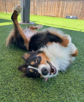Rescue Australian Shepherd Dogs for Adoption in Poway, California - Lily Bug! | PetCurious