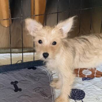 Clementine -  Yorkshire Terrier and Mixed Breed Dog for Adoption in Sacramento, California - Clementine | PetCurious