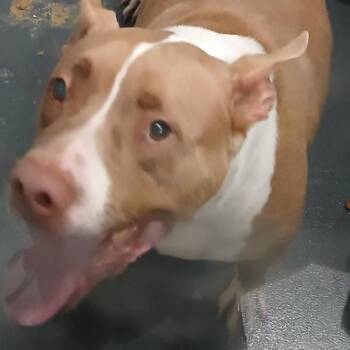 Rufus -  Mixed Breed Dog for Adoption in Allentown, Pennsylvania - Rufus | PetCurious