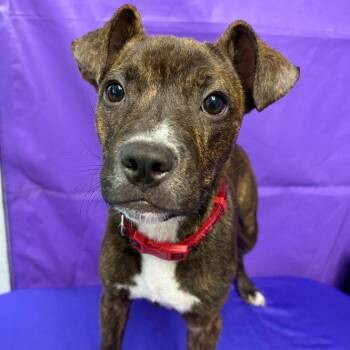 Gilbert -  Pit Bull Terrier Dog for Adoption in North Myrtle Beach, South Carolina - Gilbert | PetCurious