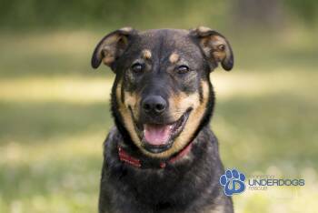 Rescue Rottweiler and Shepherd Dogs for Adoption in Winnipeg, Manitoba - Winter | PetCurious