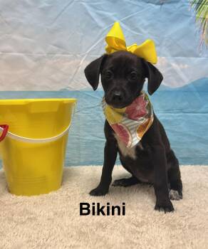 Bikini CS -  Terrier Dog for Adoption in Columbia, Maryland - Bikini CS | PetCurious