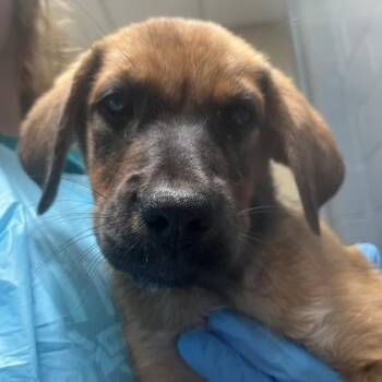 Alex Trebark -  Shepherd and Mixed Breed Dog for Adoption in Merriam, Kansas - Alex Trebark | PetCurious