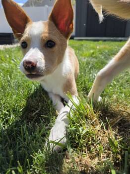 Collie and Australian Cattle Dog Blue Heeler Dogs Available for Adoption in Salt Lake City, Utah - Toastee | PetCurious