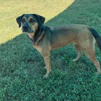 Chai -  Black Mouth Cur and German Shepherd Dog Dog for Adoption in Smithville, Tennessee - Chai | PetCurious