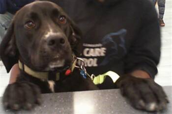 Labrador Retriever and Mixed Breed Dogs Available for Adoption in Charlotte, North Carolina - SCOTTIE | PetCurious