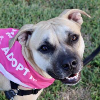 Goldie P4P -  Pit Bull Terrier Dog for Adoption in Saint Joseph, Missouri - Goldie P4P | PetCurious