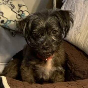 Spanky -  Yorkshire Terrier Dog for Adoption - Spanky | PetCurious