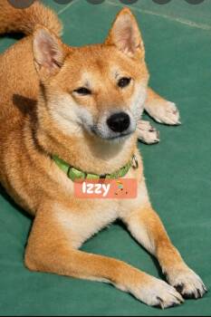 Izzy -  Shiba Inu Dog for Adoption in Buffalo, New York - Izzy | PetCurious