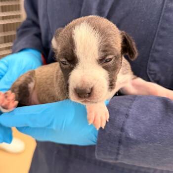 Cattle Dog and Mixed Breed Dogs Available for Adoption in West Palm Beach, Florida - Raisin Bran | PetCurious