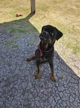 BARNEY -  Rottweiler Dog for Adoption in Corpus Christi, Texas - BARNEY | PetCurious