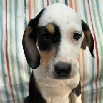Mixed Breed Dogs Available for Adoption in Austin, Texas - Willie | PetCurious