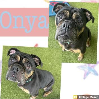 Onya -  English Bulldog Dog for Adoption in Clearfield, Pennsylvania - Onya | PetCurious