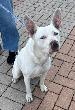 Bull Terrier Dogs Available for Adoption in Austin, Texas - Charlotte | PetCurious