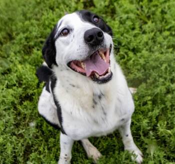 Trail -  Border Collie Dog for Adoption in Dyer, Indiana - Trail | PetCurious