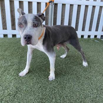 A612661 -  Pit Bull Terrier Dog for Adoption in Modesto, California - A612661 | PetCurious