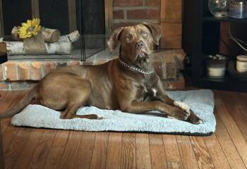 Chocolate Labrador Retriever and American Bully Dogs Available for Adoption in Pointe-claire, Quebec - Hazel | PetCurious
