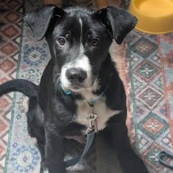 Baxter -  Terrier Dog for Adoption in Brookeville, Maryland - Baxter | PetCurious