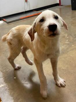 Rodeo -  Labrador Retriever and Mixed Breed Dog for Adoption in Lockhart, Texas - Rodeo | PetCurious