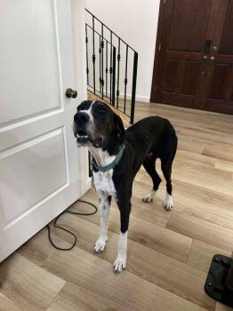 Rescue Great Dane Dogs for Adoption in Bullard, Texas - Milo | PetCurious