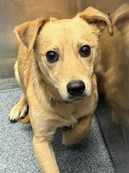 PETER MARSHALL -  Mixed Breed Dog for Adoption in Dallas, Texas - PETER MARSHALL | PetCurious