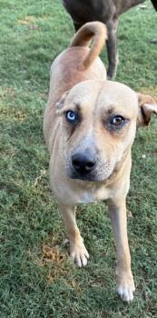 Rescue Mixed Breed Dogs for Adoption in Fort Worth, Texas - Leslie | PetCurious