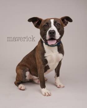 Rescue Terrier Dogs for Adoption in Peconic, New York - Maverick | PetCurious