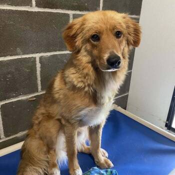 Dorado -  Border Collie Dog for Adoption in Columbia, Missouri - Dorado | PetCurious