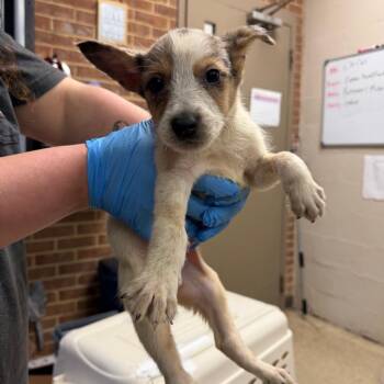 Boston -  Terrier Dog for Adoption in Birmingham, Alabama - Boston | PetCurious