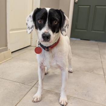Ollie -  Beagle and Mixed Breed Dog for Adoption in Nowata, Oklahoma - Ollie | PetCurious